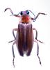 Photuris sp.